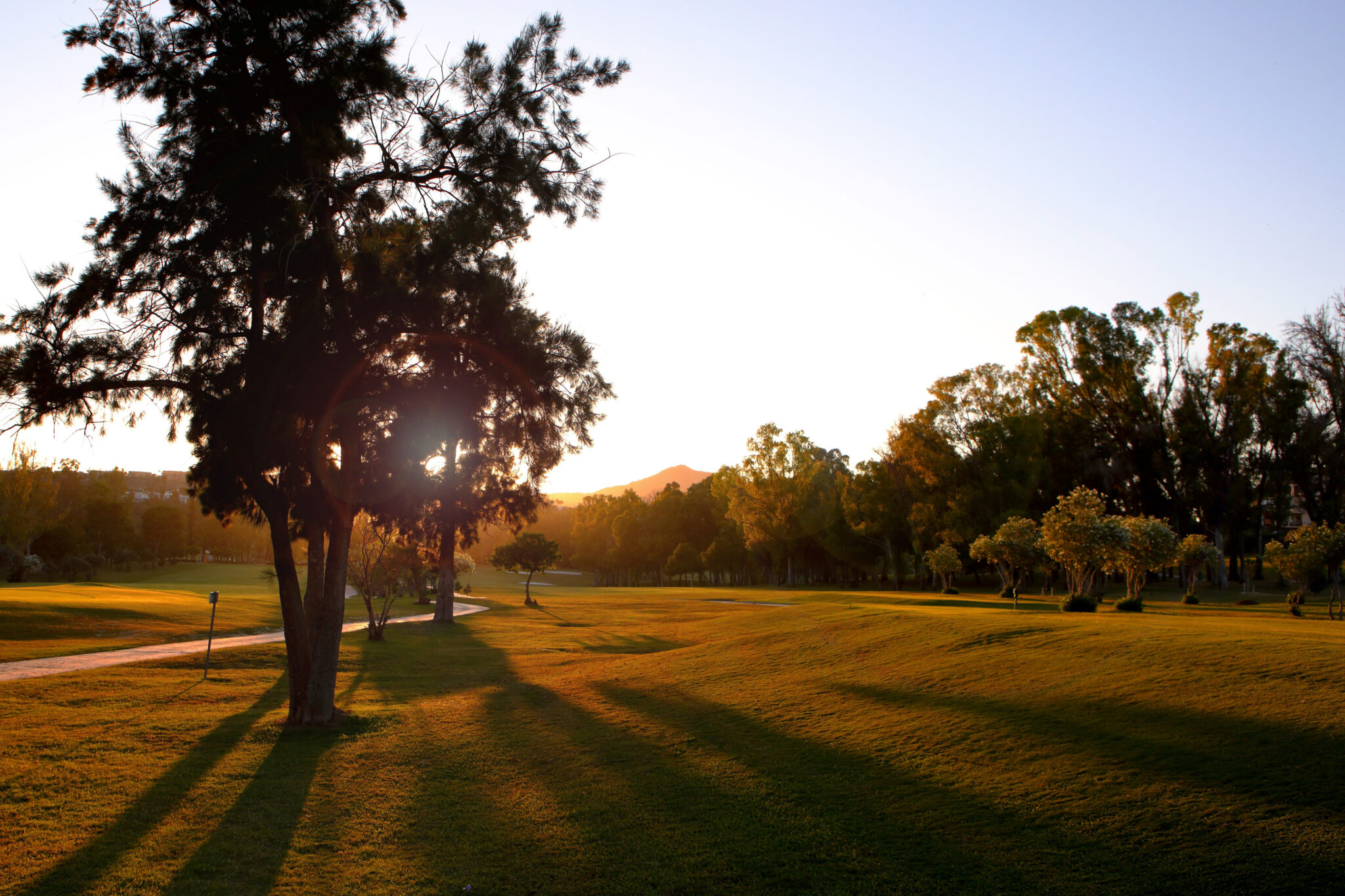 Fairway with trees around at Atalaya - Old Golf Course at sunset