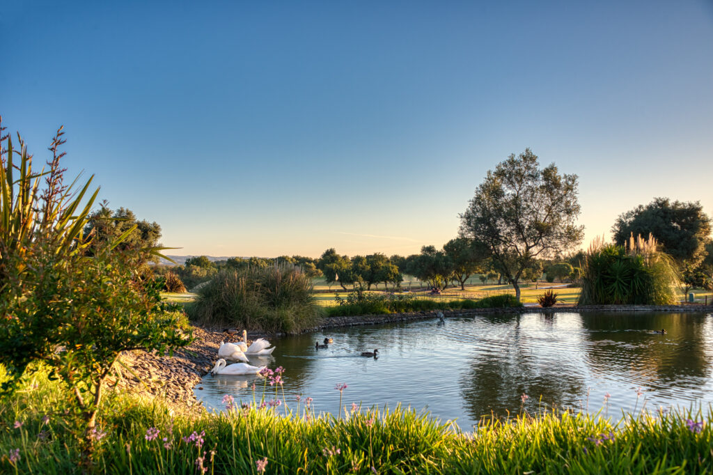Lake with swans on at Benamor golf course
