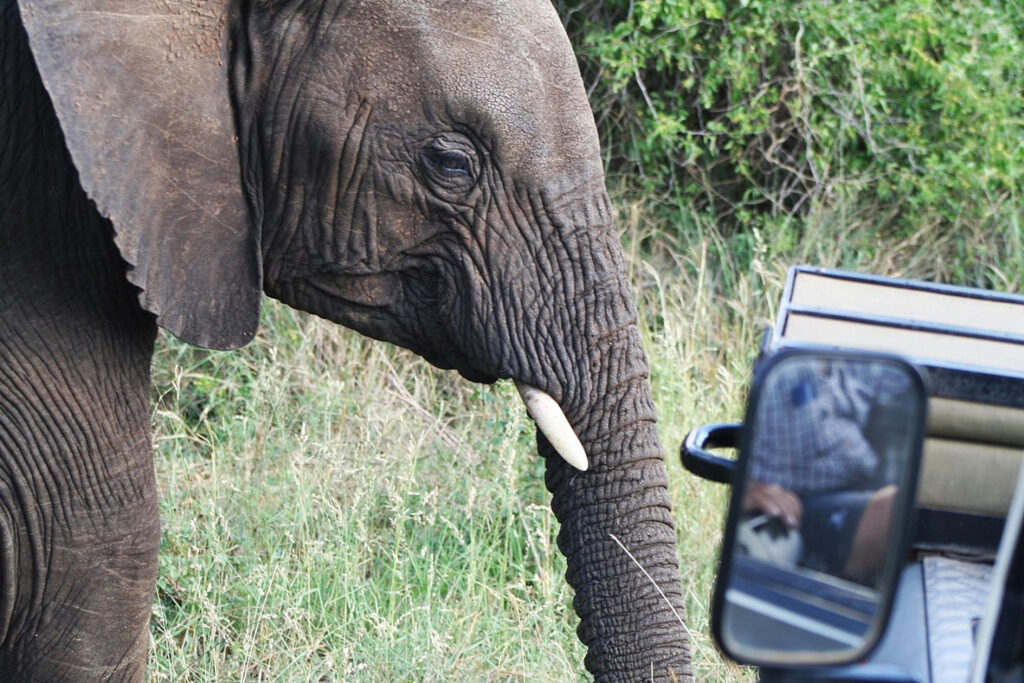 Elephant at Buhala Lodge