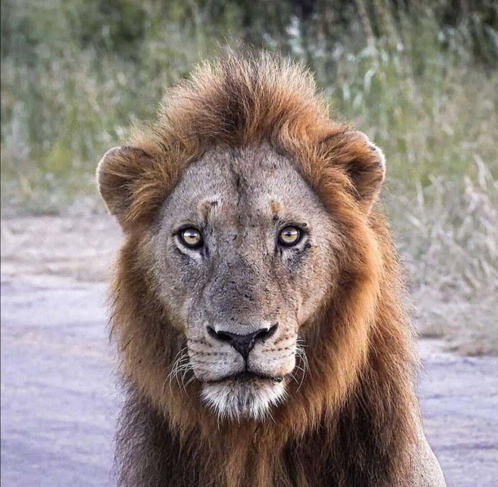 Lion at Buhala Lodge