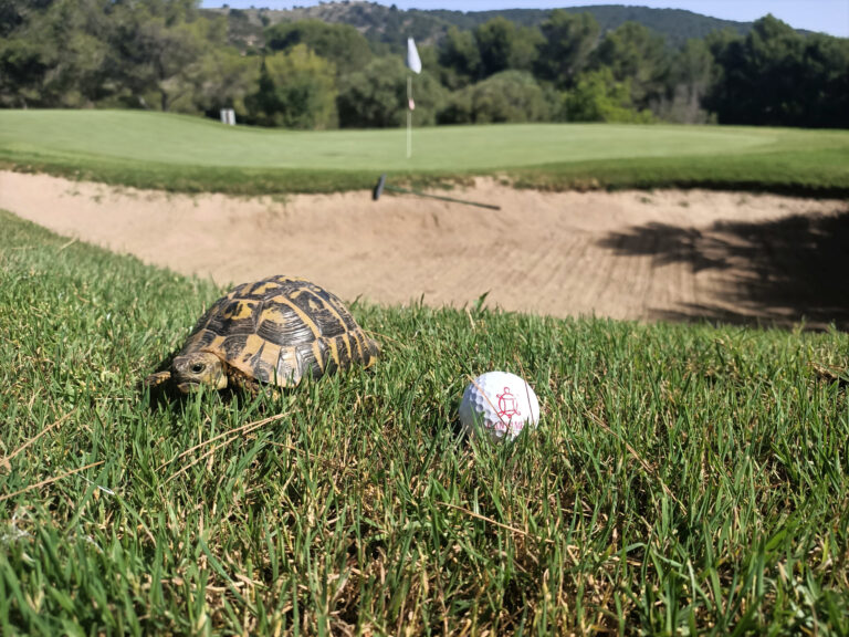 Tortoise on Canyamel Golf Course