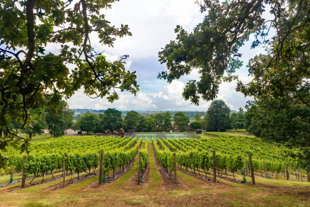 Vineyard at Carden Park Golf Resort with tennis court in background