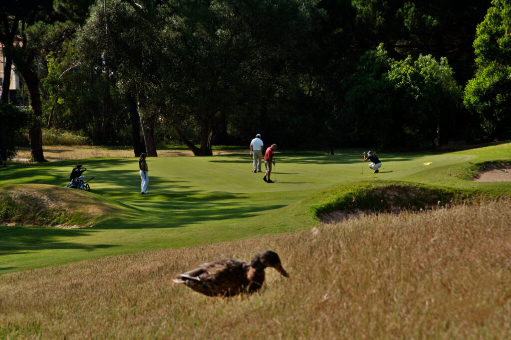 Duck standing in the grass with people playing golf in the background