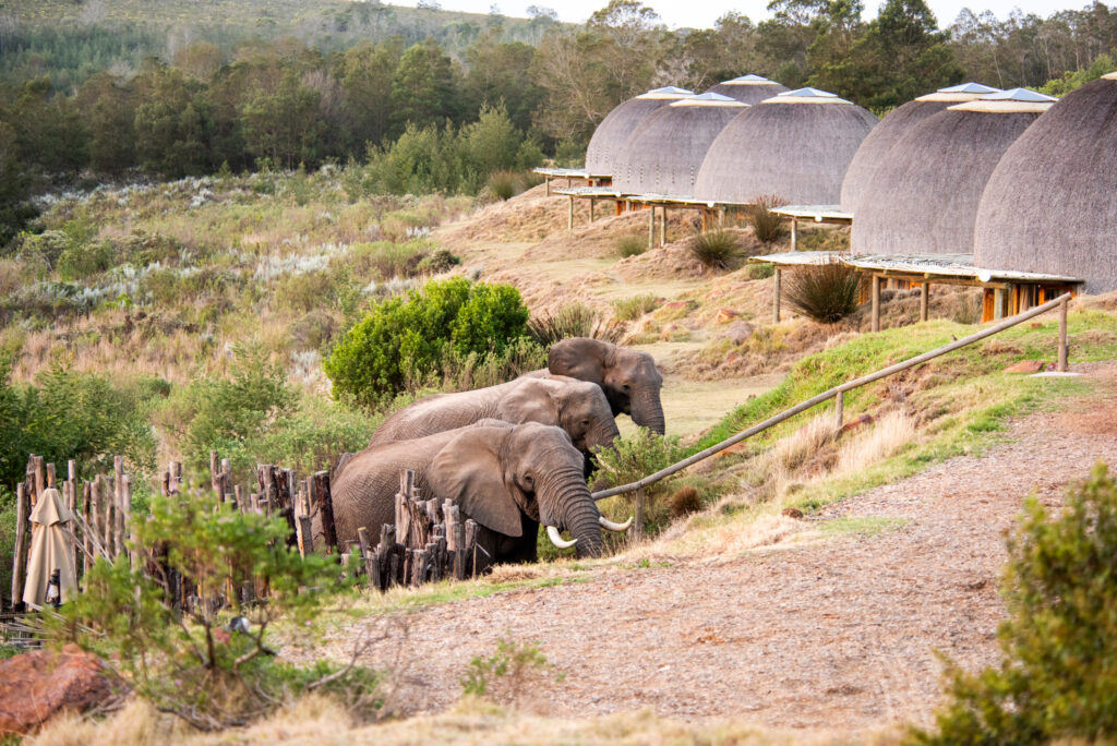 Elephants outside the accommodation at Gondwana Kwena Lodge