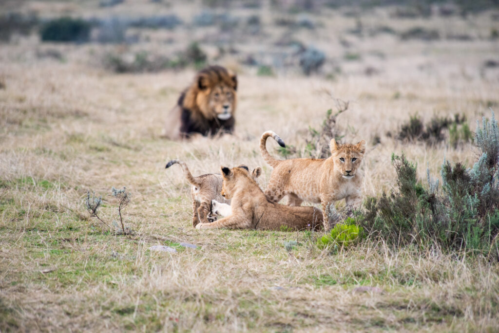 Lion cubs at Gondwana Kwena Lodge