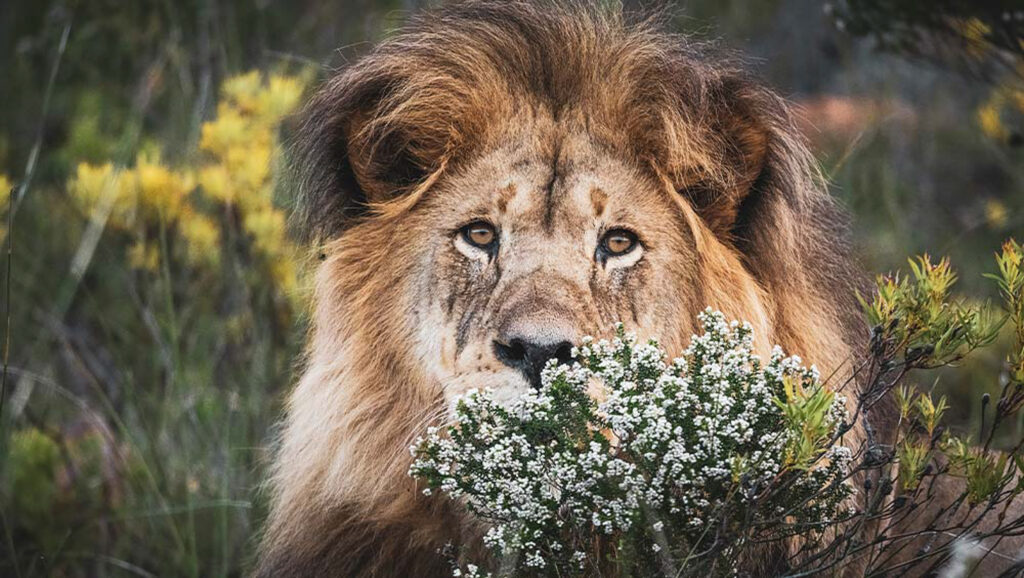 Lion at Gondwana Kwena Lodge