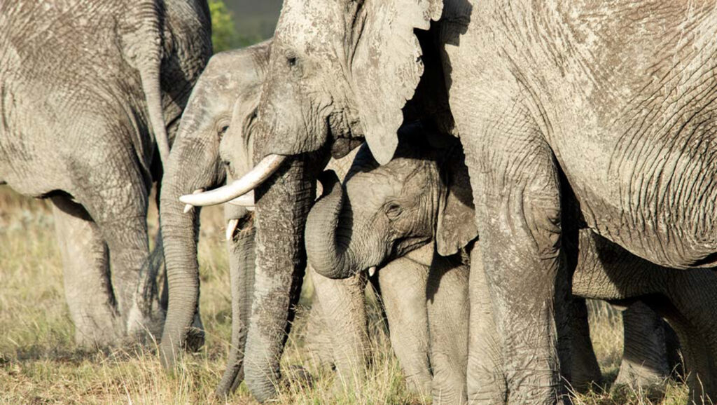 Elephants at Gondwana Kwena Lodge