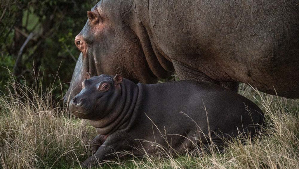 Hippos at Gondwana Kwena Lodge