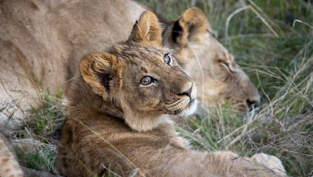 Lioness and cub at Gondwana Kwena Lodge