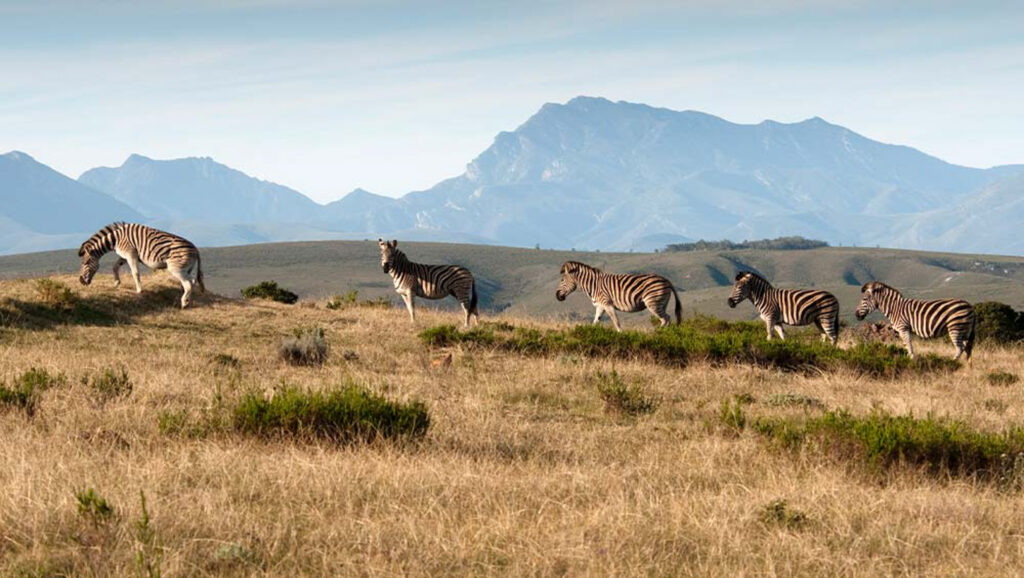 Zebras at Gondwana Kwena Lodge