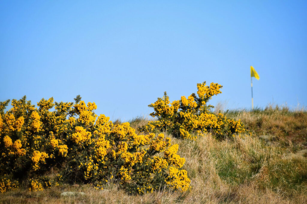 Yellow flowers with yellow flag in background at Gullane Golf Club – No. 3 Course