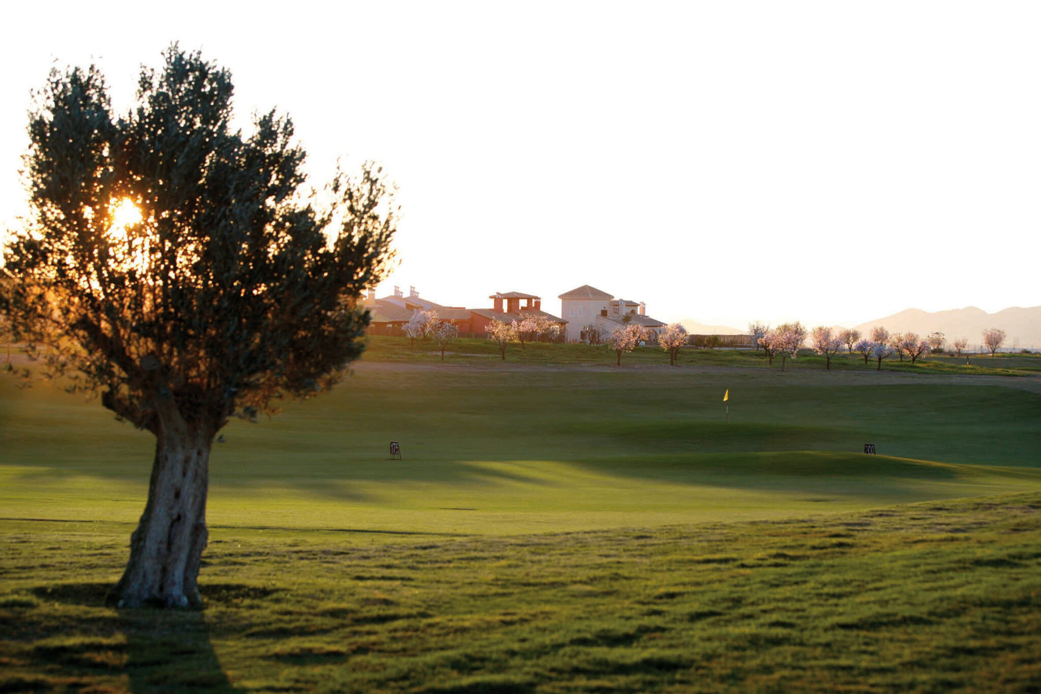 Fairway with tree and sun setting at Hacienda del Alamo Golf Course