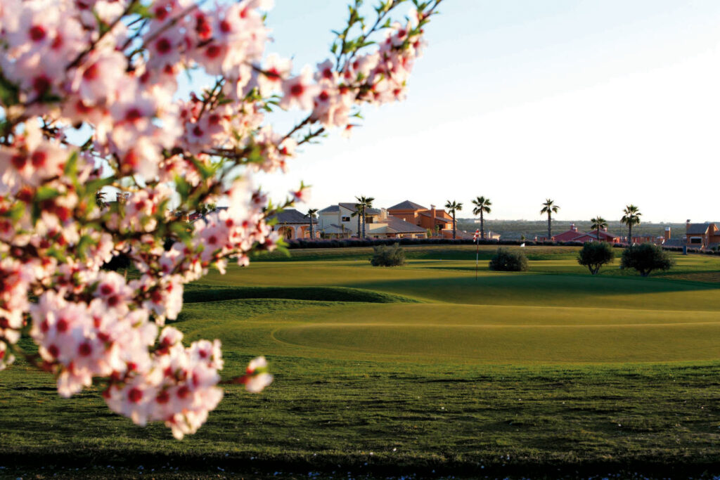 A hole at Hacienda del Alamo Golf Course with a pink tree in foreground