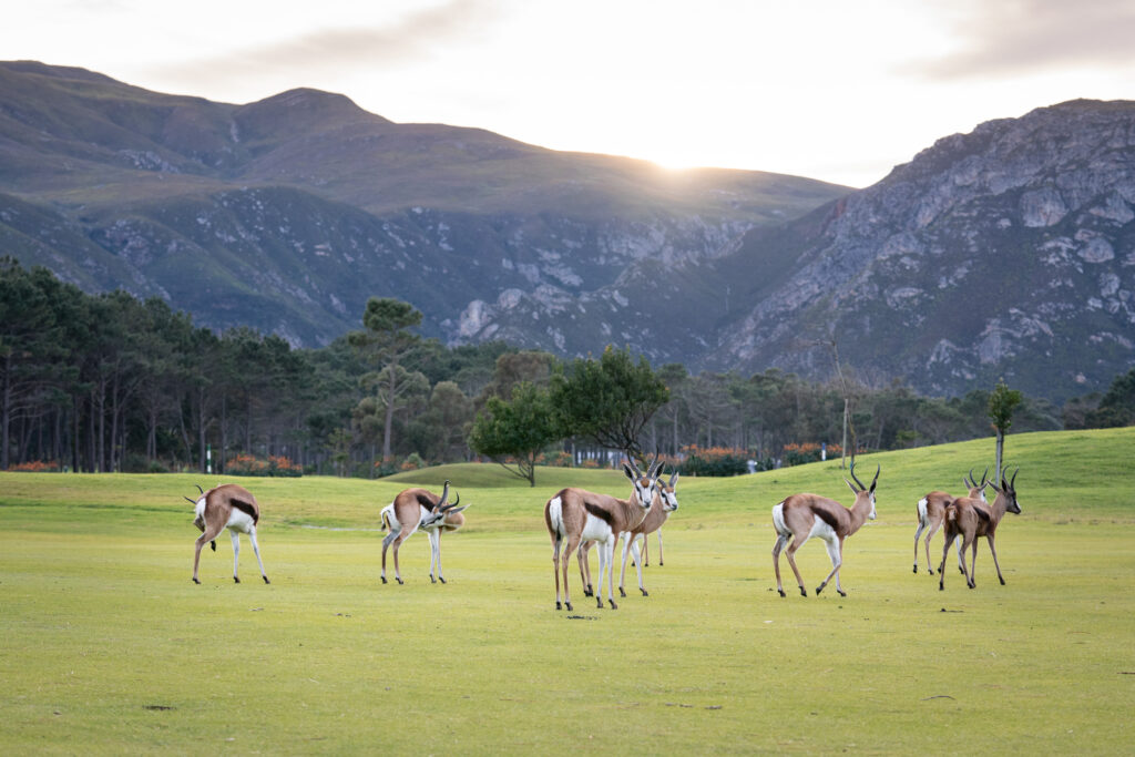 Antelopes on fairway at Hermanus Golf Club