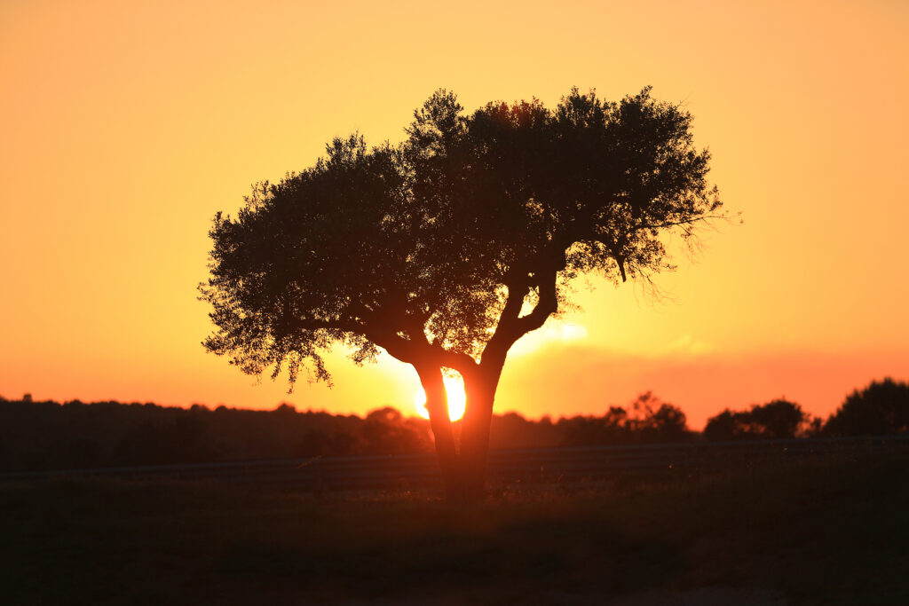 Tree on fairway with sunset behind at Infinitum Lakes Course