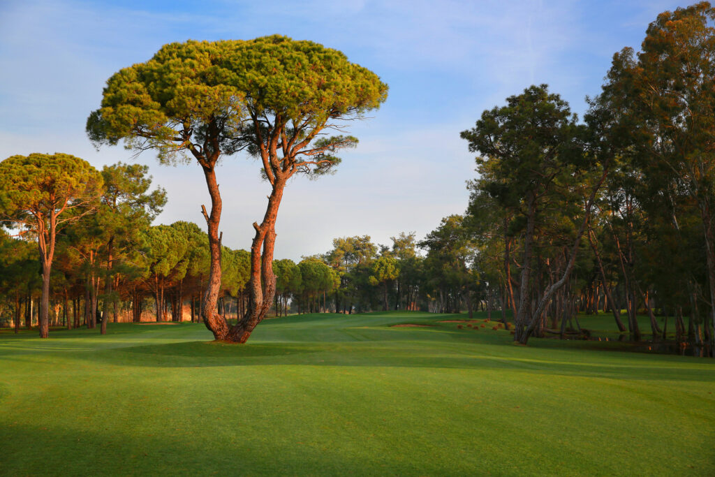 Trees on fairway at Kaya Palazzo Golf Club