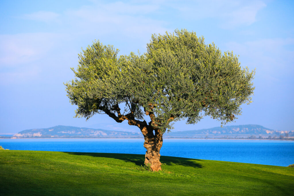 tree on the Bay Course at Costa Navarino