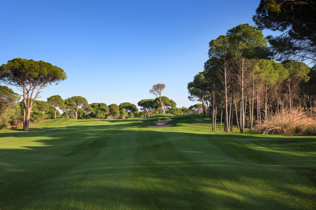 Fairway with trees around at Sueno Golf Club - Pines Course