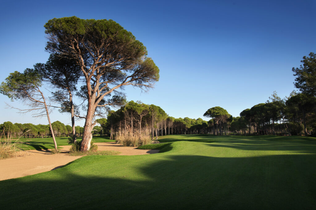 Fairway with bunkers and trees around at Sueno Golf Club - Pines Course