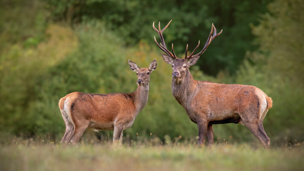 Deer on course at La Zagaleta - New Golf Course