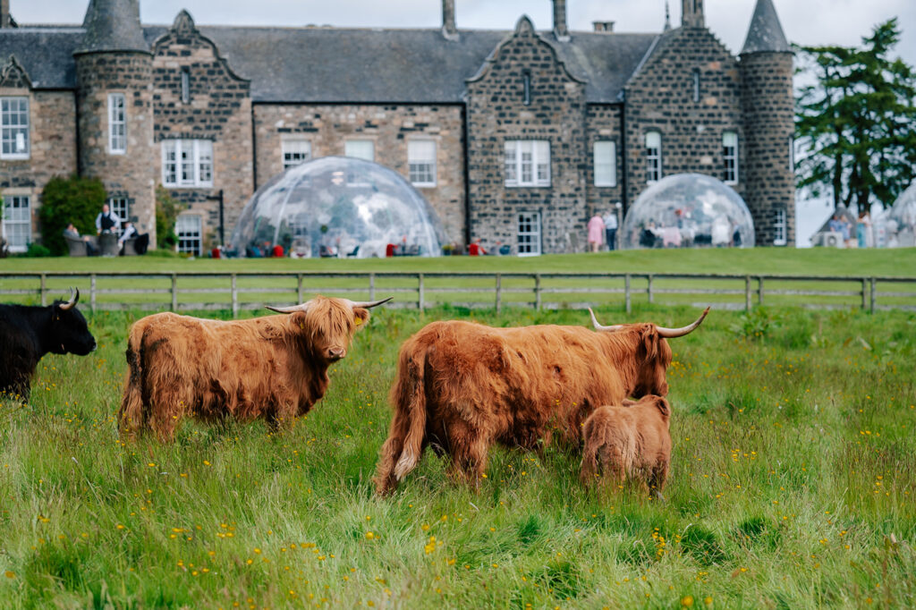 Highland cows at Meldrum House Golf Club with hotel in background