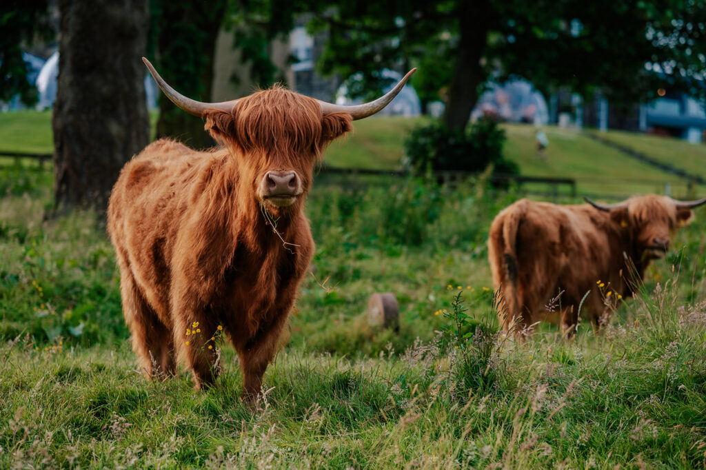 Highland cows at Meldrum House Golf Club