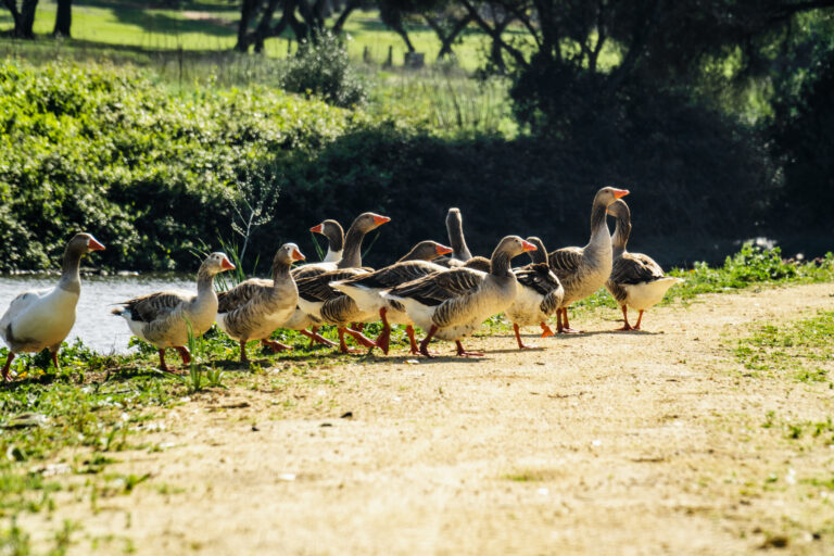 Geese coming out of lake at Montenmedio Golf & Country Club