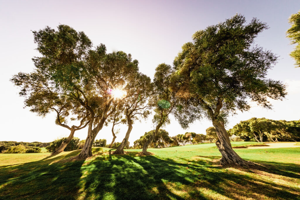 Sun shining through trees on the fairway at Montenmedio Golf & Country Club