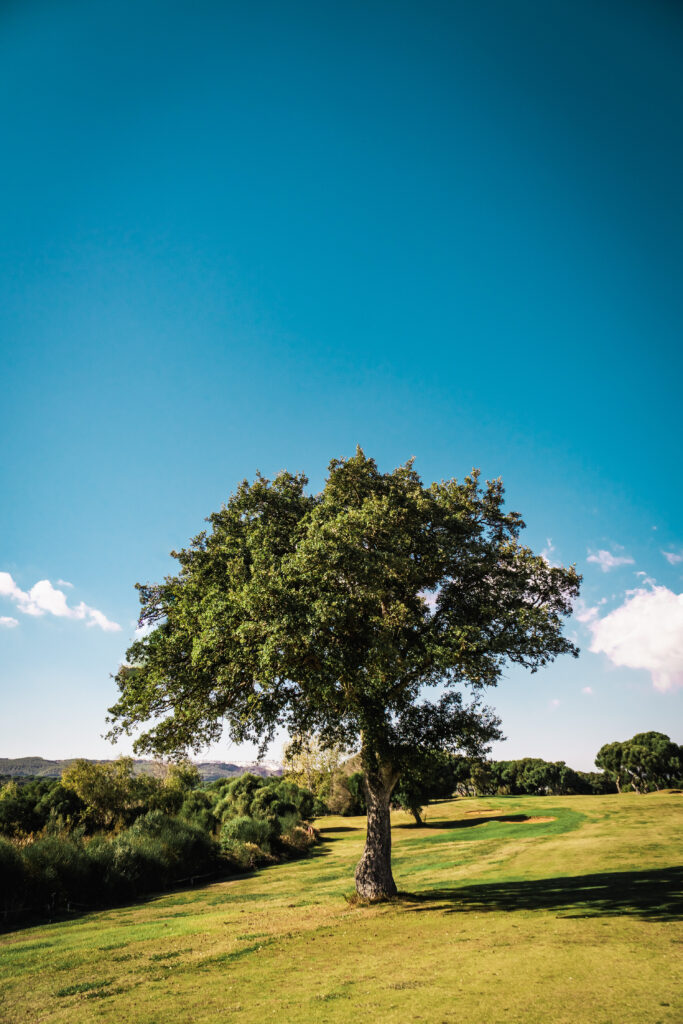 Tree on fairway at Montenmedio Golf & Country Club