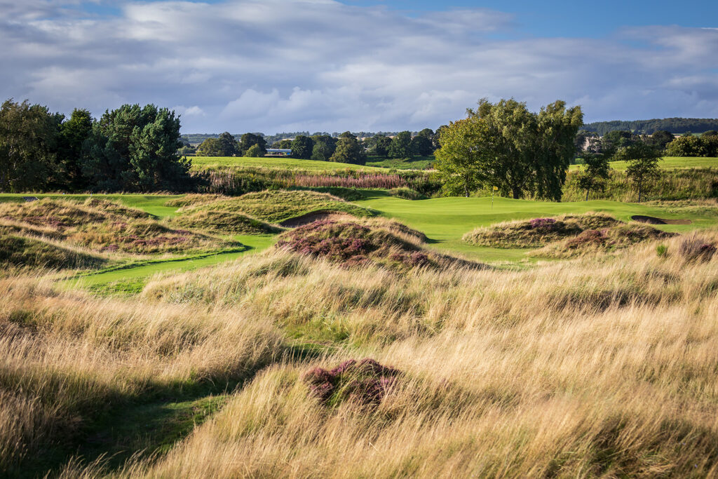 Heather on fairway at Panmure Golf Club with trees around