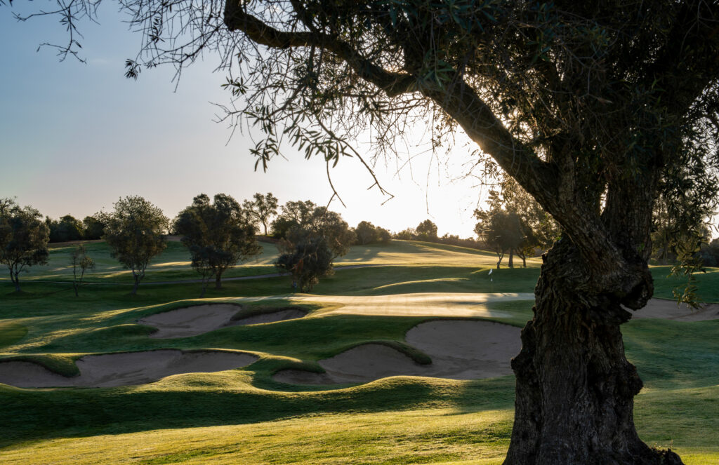 Tree with bunkers and green in background at Pinta Golf Course