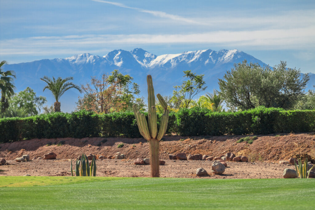 Cactus on fairway at Samanah Golf & Country Club with mountians in distance