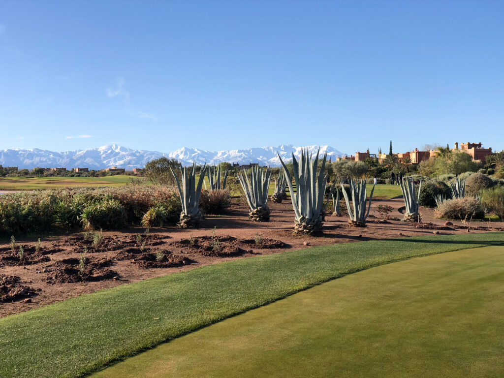 Succulents on the fairway at Samanah Golf & Country Club