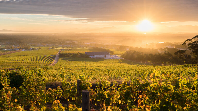 Aerial view of the vineyard at Steenberg Hotel