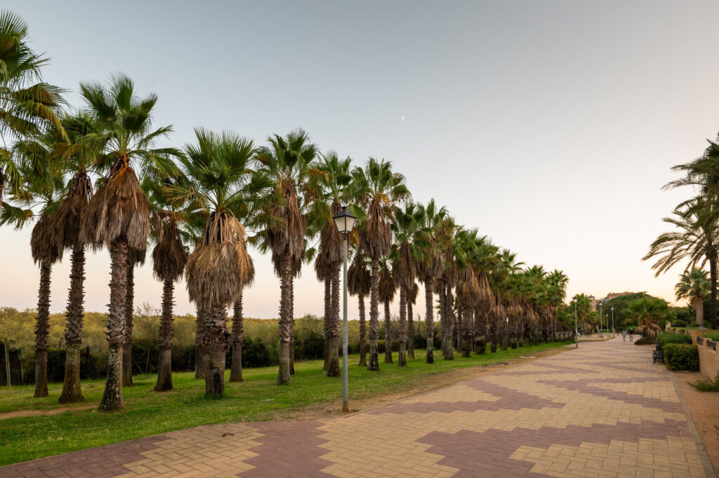 Path with palm trees at Vila Gale Isla Canela