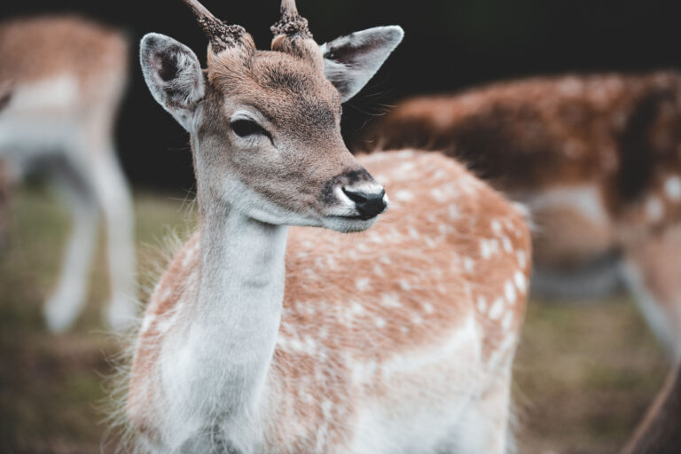 Deer at Bovey Castle