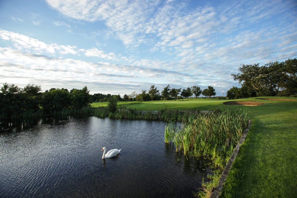 Swan on lake with fairway and trees in background at Formby Hall - Championship Old Course