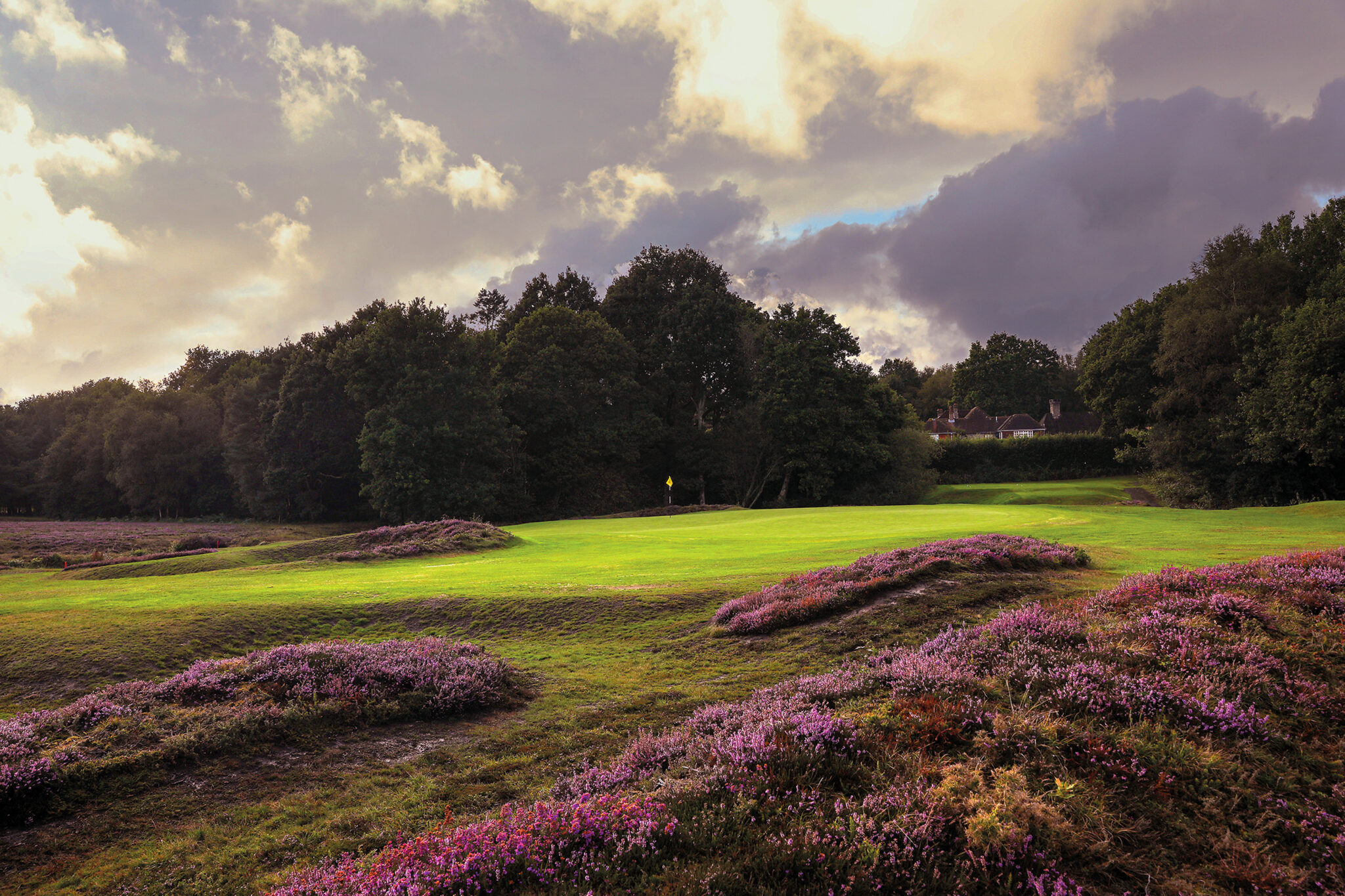 Purple flowers on fairway at Piltdown Golf Club with trees in background