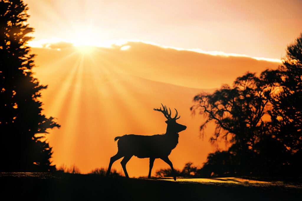 Stag at Killarney Golf & Fishing Club - Killeen Course at sunset