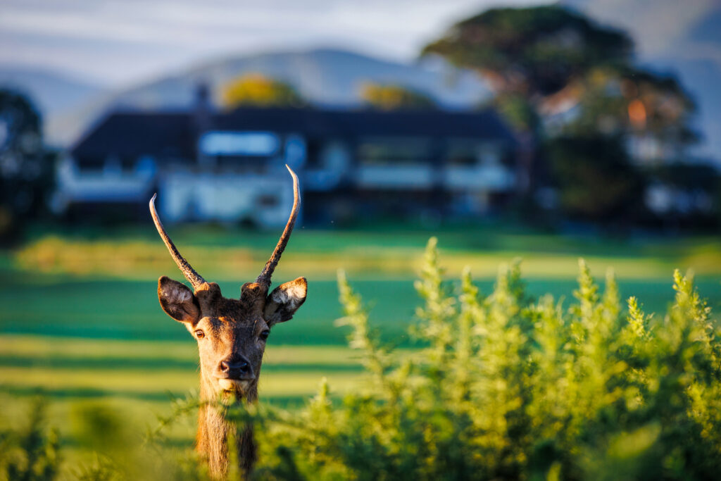 Stag at Killarney Golf & Fishing Club - Killeen Course