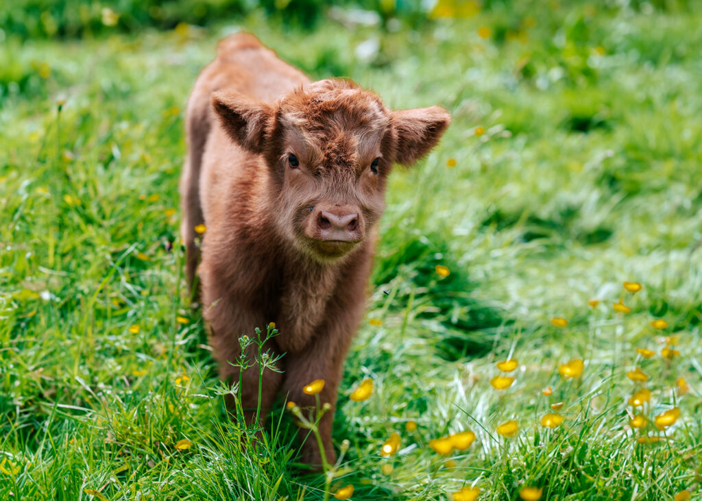 Highland cow at Meldrum House Country Hotel & Golf Course