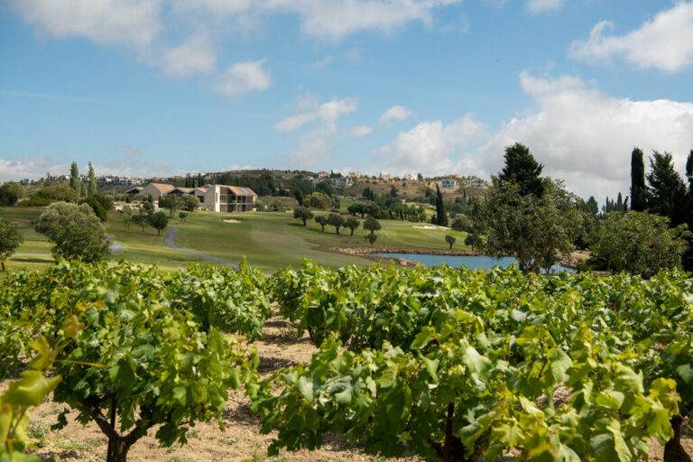 a vineyard in cyprus with a house in the distance