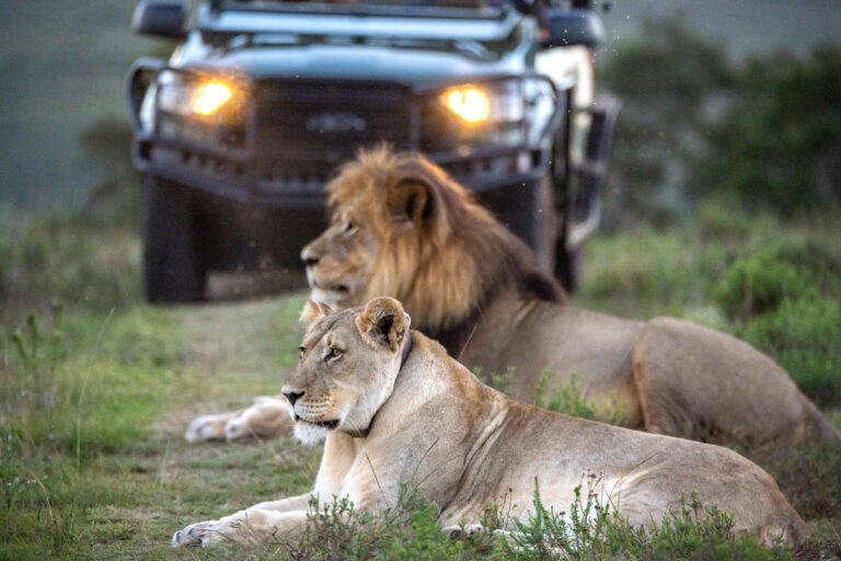 Two Lions on a game drive in South Africa