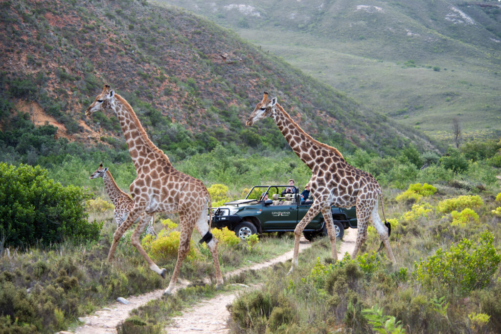 Two giraffes on a game drive in South Africa