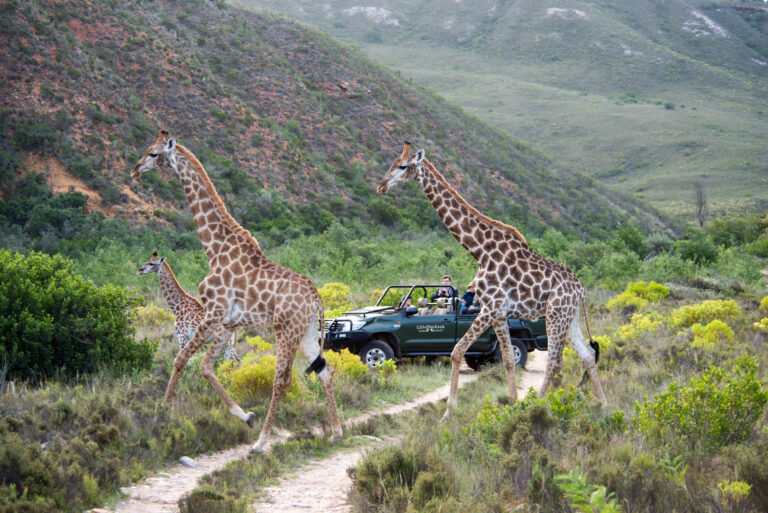 Two giraffes on a game drive in South Africa